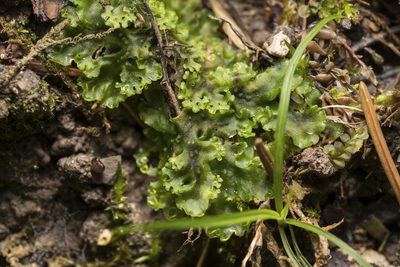 Apopellia endiviifolia, photographed by Eleftherios Katsillis