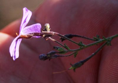 Jamesbrittenia pinnatifida, photographed by Tony Rebelo