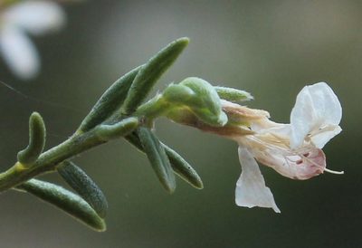 Amphithalea muirii, photographed by Tony Rebelo