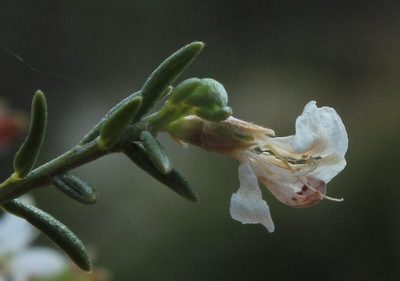 Amphithalea muirii, photographed by Tony Rebelo