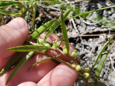 Proserpinaca palustris, photographed by Katie Kucera