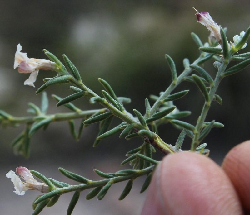 Amphithalea muirii, photographed by Tony Rebelo