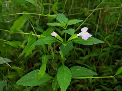 Mimulus alatus, photographed by the swamp ass