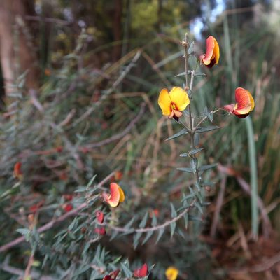 Bossiaea cinerea, photographed by Cowirrie