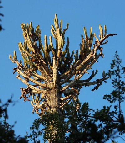 Euphorbia tetragona, photographed by Tony Rebelo