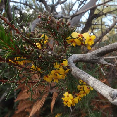 Dillwynia glaberrima, photographed by Cowirrie