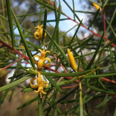 Persoonia juniperina, photographed by Cowirrie