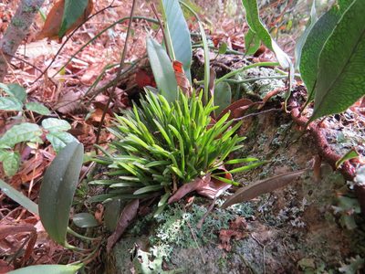 Acianthera sonderiana, photographed by Victor Farjalla Pontes