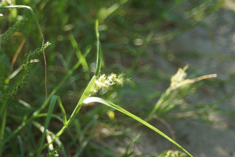Cenchrus longispinus, photographed by Olena V. Vakarenko