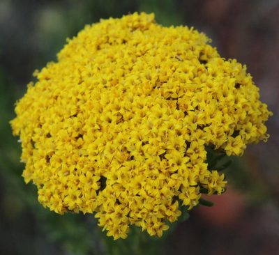 Hymenolepis incisa, photographed by Tony Rebelo