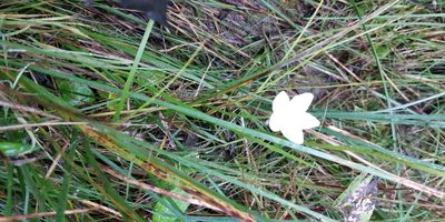 Parnassia glauca, photographed by Jeff D Hansen