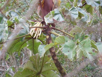 Cecropia glaziovii, photographed by Victor Farjalla Pontes