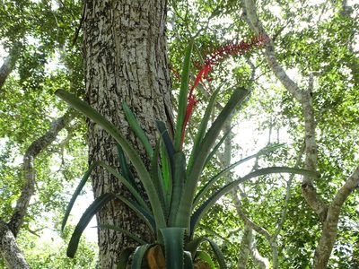 Aechmea bracteata, photographed by Alexis López Hernández