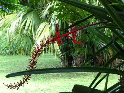 Aechmea bracteata, photographed by Alexis López Hernández