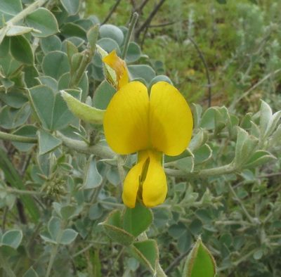 Argyrolobium incanum, photographed by Brian du Preez