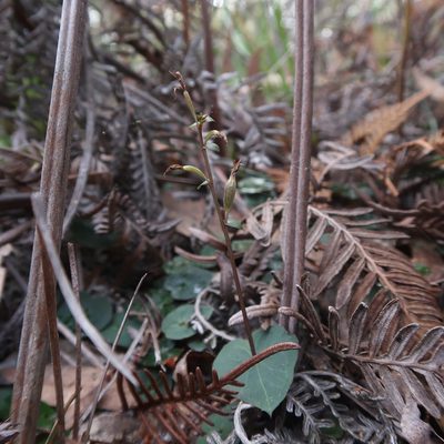 Acianthus pusillus