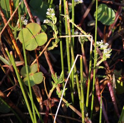 Marsilea macrocarpa, photographed by Tony Rebelo