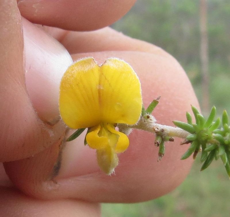 Aspalathus intermedia, photographed by Brian du Preez