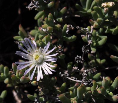 Delosperma subincanum, photographed by Tony Rebelo