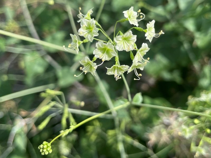 Boerhavia scandens, photographed by lejones417