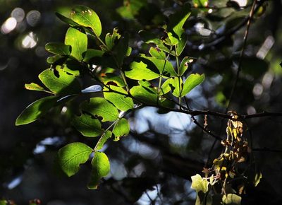 Schotia latifolia, photographed by Tony Rebelo
