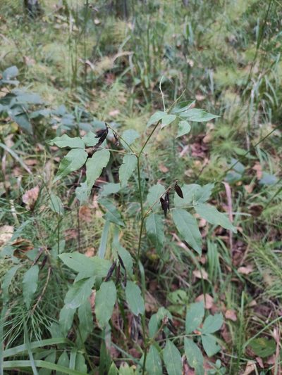 Vicia ramuliflora, photographed by Юлия
