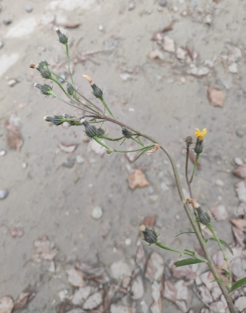 Picris davurica, photographed by Юлия