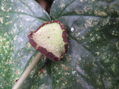 Dorstenia arifolia, photographed by Victor Farjalla Pontes