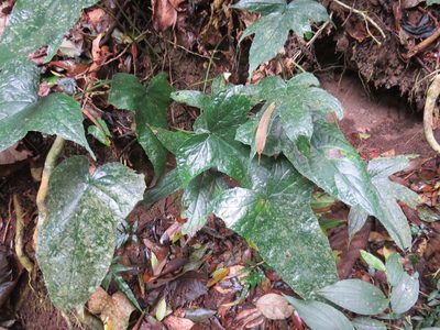 Dorstenia arifolia, photographed by Victor Farjalla Pontes