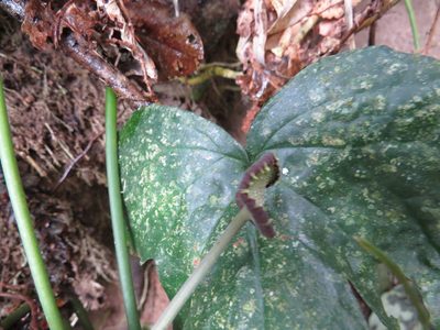 Dorstenia arifolia, photographed by Victor Farjalla Pontes