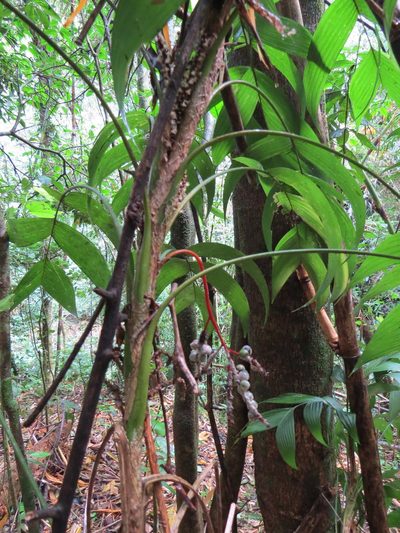 Geonoma pohliana, photographed by Victor Farjalla Pontes