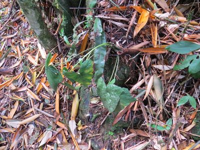 Dorstenia arifolia, photographed by Victor Farjalla Pontes