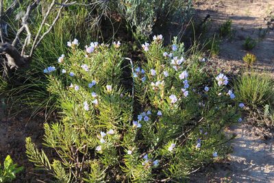 Lobostemon decorus, photographed by Tony Rebelo