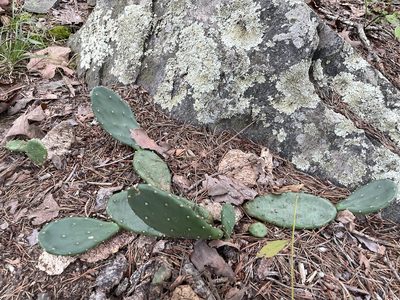 Opuntia humifusa, photographed by Annie Weissman