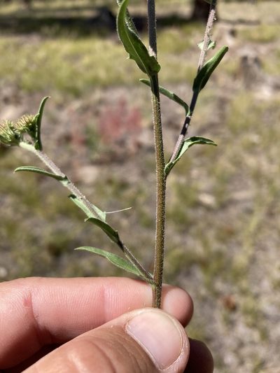 Dieteria bigelovii, photographed by Cecelia Alexander