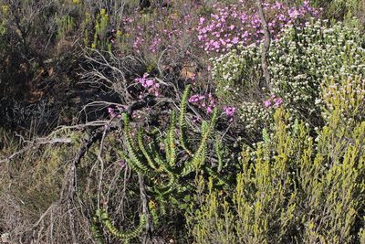 Cliffortia crenata, photographed by Tony Rebelo