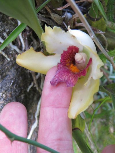 Bifrenaria harrisoniae, photographed by Victor Farjalla Pontes