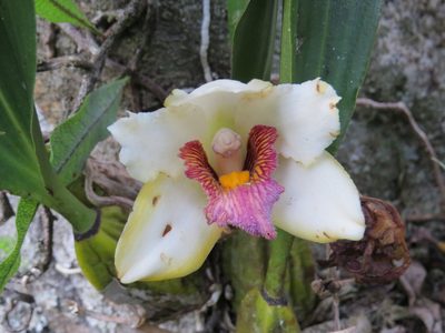 Bifrenaria harrisoniae, photographed by Victor Farjalla Pontes