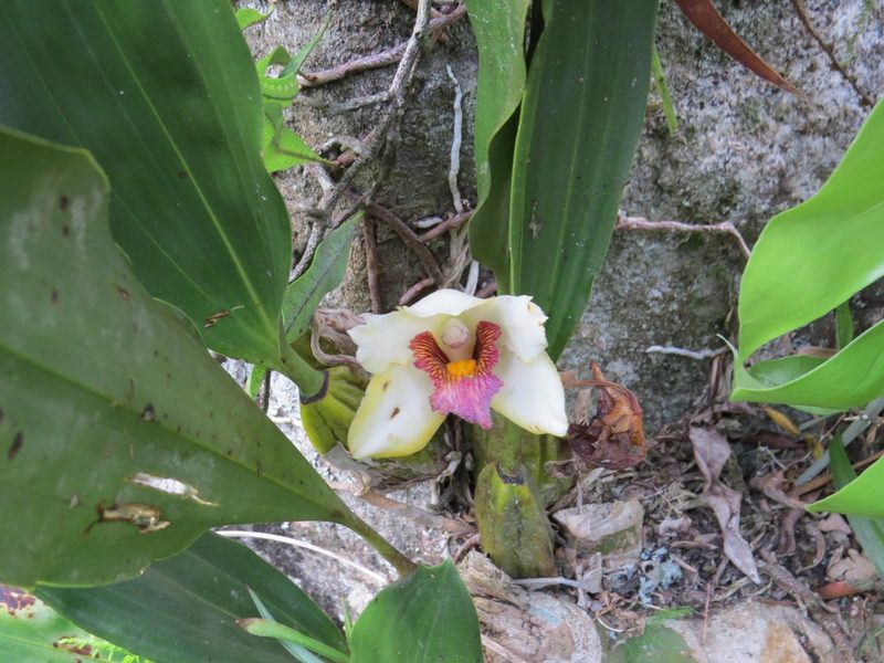 Bifrenaria harrisoniae, photographed by Victor Farjalla Pontes