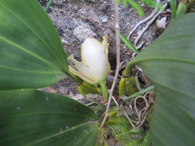 Bifrenaria harrisoniae, photographed by Victor Farjalla Pontes