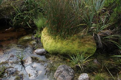 Sphagnum truncatum, photographed by Tony Rebelo