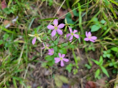 Sabatia angularis, photographed by Elias