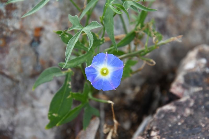 Ipomoea barbatisepala, photographed by Mike Ostrowski
