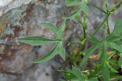Ipomoea barbatisepala, photographed by Mike Ostrowski