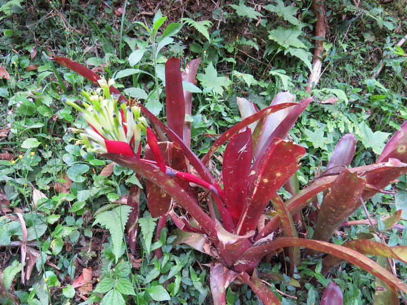 Billbergia amoena, photographed by Victor Farjalla Pontes