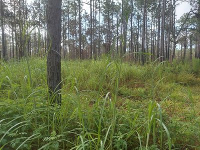 Heteropogon melanocarpus, photographed by Athena Philips
