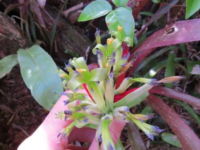 Billbergia amoena, photographed by Victor Farjalla Pontes