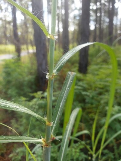 Heteropogon melanocarpus, photographed by Athena Philips