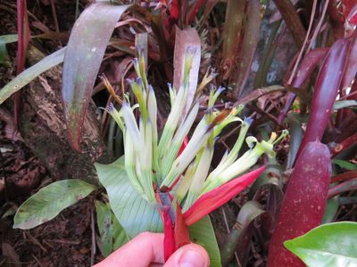 Billbergia amoena, photographed by Victor Farjalla Pontes