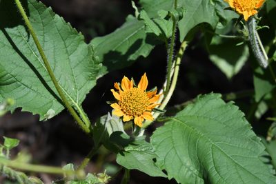 Tithonia thurberi, photographed by Mike Ostrowski
